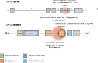 GATA 2 Deficiency: Focus on Immune System Impairment